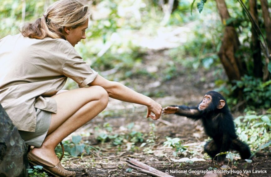 Jane Goodall (1934–2025): legado de una vida dedicada a la ciencia y la conservación