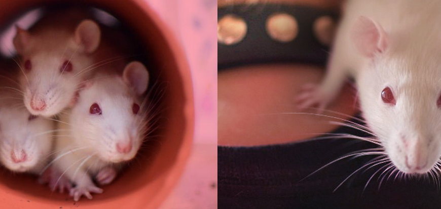 TeamRatas: del laboratorio al calor de un hogar