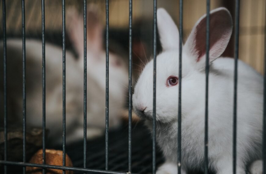 Uso de animales en investigación: una realidad difícil de dimensionar 